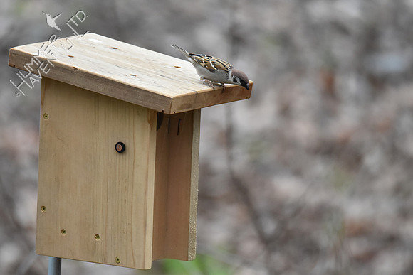 4-5-20 Eurasian Tree Sparrow confused at nest box