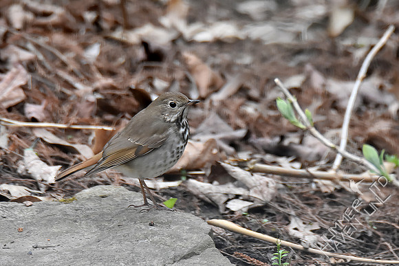 4-5-20 Hermit Thrush
