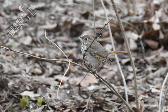 4-5-20 Hermit Thrush