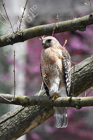 4-7-20 Red-shouldered Hawk