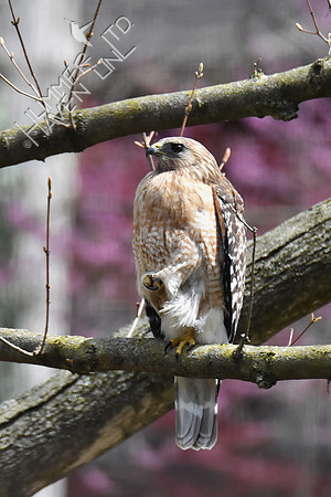 4-7-20 Red-shouldered Hawk
