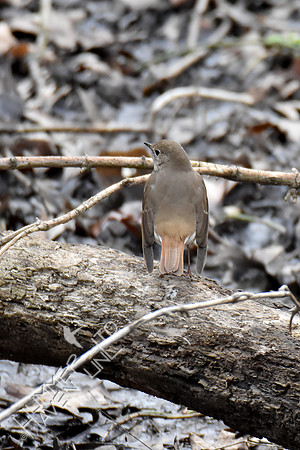 4-6-20 Hermit Thrush