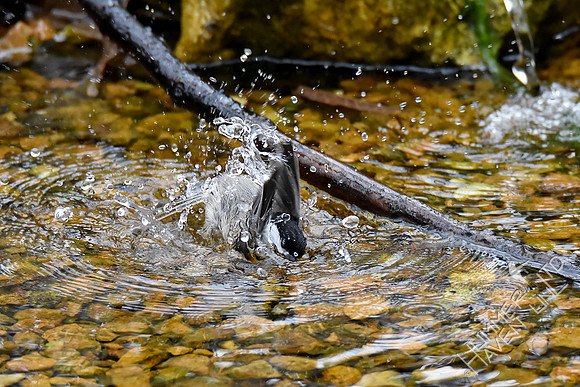 4-6-20 Carolina Chickadee