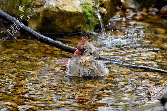 4-6-20 Northern Cardinal, female