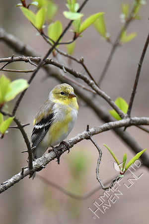 4-6-20 American Goldfinch