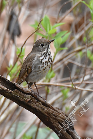 4-6-20 Hermit Thrush