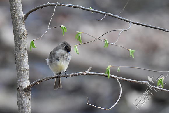 4-6-20 Eastern Phoebe