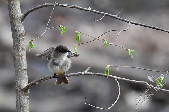 4-6-20 Eastern Phoebe