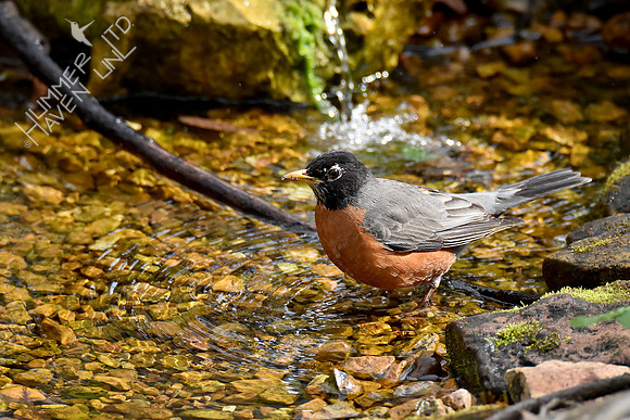 4-6-20 American Robin