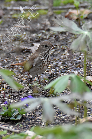 4-7-20 Hermit Thrush