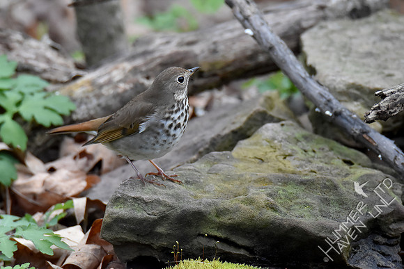 4-6-20 Hermit Thrush