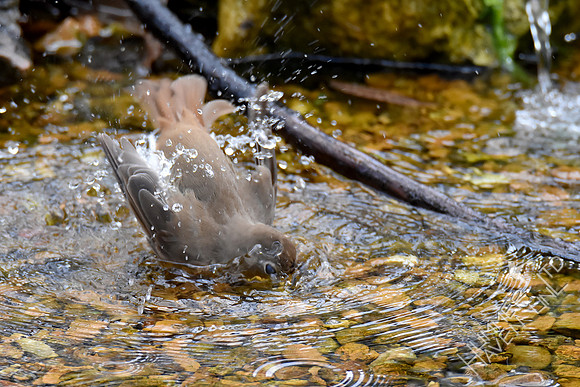 4-6-20 Hermit Thrush