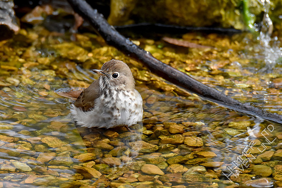 4-6-20 Hermit Thrush