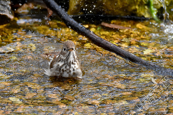 4-6-20 Hermit Thrush