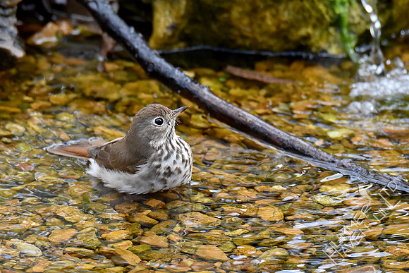 4-6-20 Hermit Thrush