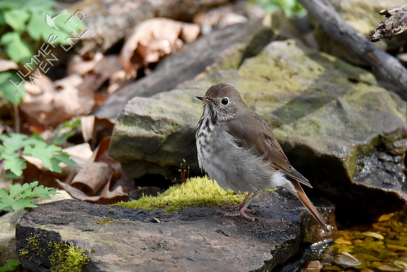 4-6-20 Hermit Thrush