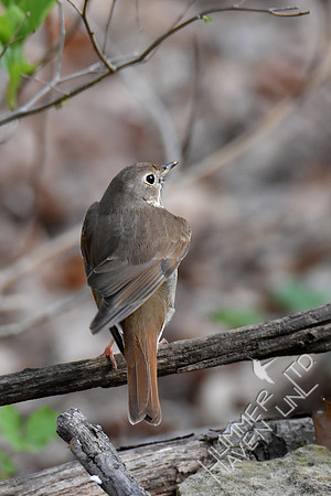 4-6-20 Hermit Thrush