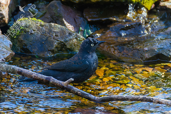 4-9-22 Rusty Blackbird