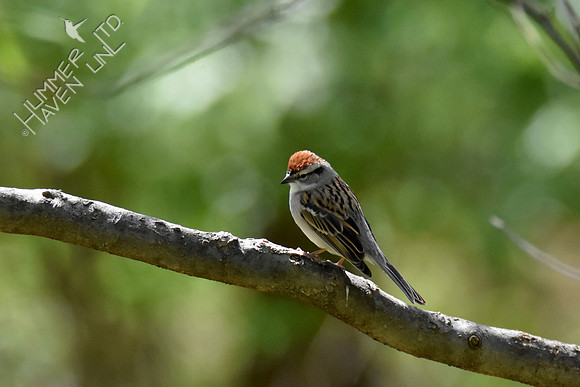 4-20-20 Chipping Sparrow