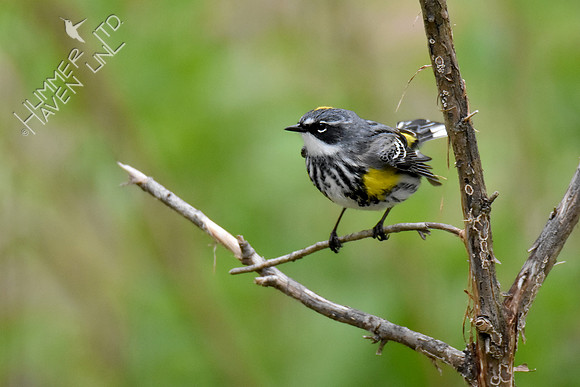 4-20-20 Yellow-rumped Warbler