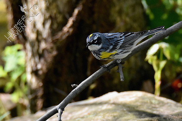 4-21-20 Yellow-rumped Warbler