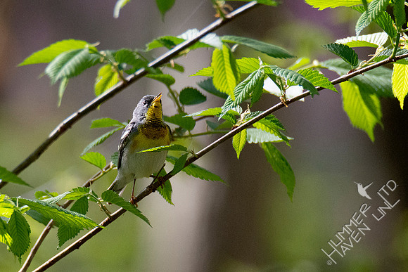 4-21-20 Northern Parula singing in American Elm (Ulmus americana)