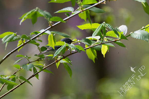 4-21-20 Northern Parula in American Elm (Ulmus americana)