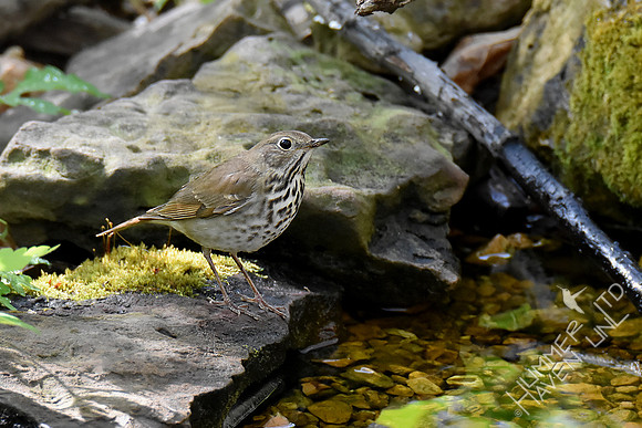 4-21-20 Hermit Thrush