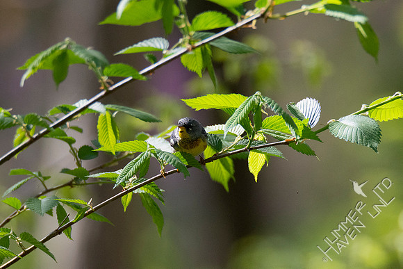 4-21-20 Northern Parula in American Elm (Ulmus americana)
