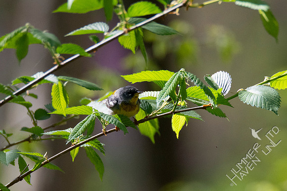 4-21-20 Northern Parula in American Elm (Ulmus americana)