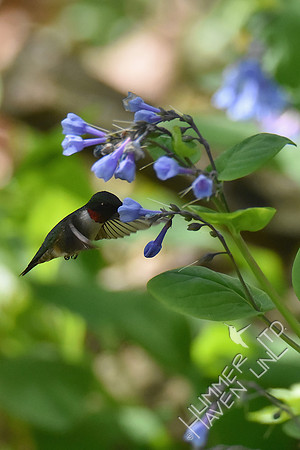 4-20-20 Ruby-throated Hummingbird at Virginia Bluebells (Mertensia virginica)