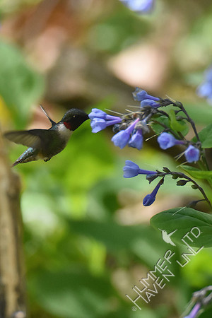 4-20-20 Ruby-throated Hummingbird at Virginia Bluebells (Mertensia virginica)