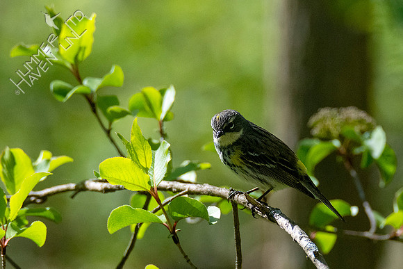 4-21-20 Yellow-rumped Warbler
