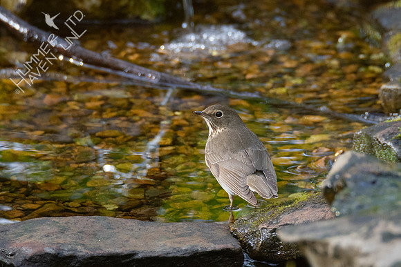 4-22-20 FOY #63 Swainson's Thrush