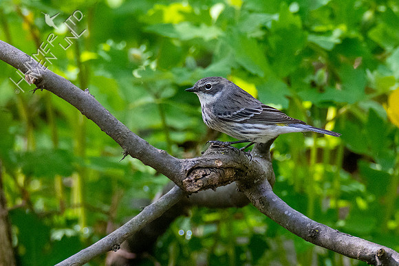 4-22-20 Yellow-rumped Warbler female