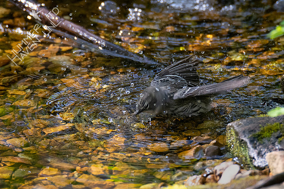 4-22-20 Yellow-rumped Warbler female