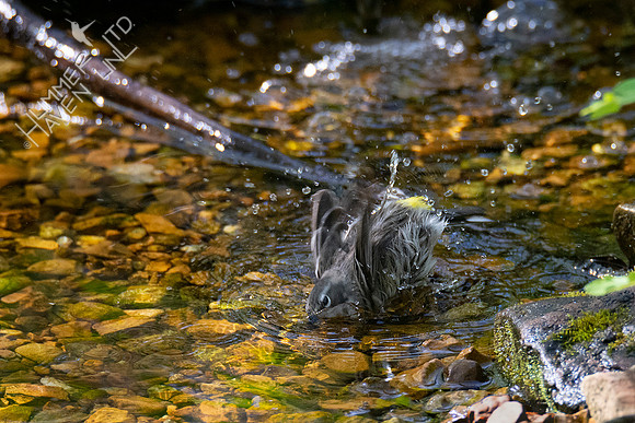 4-22-20 Yellow-rumped Warbler female