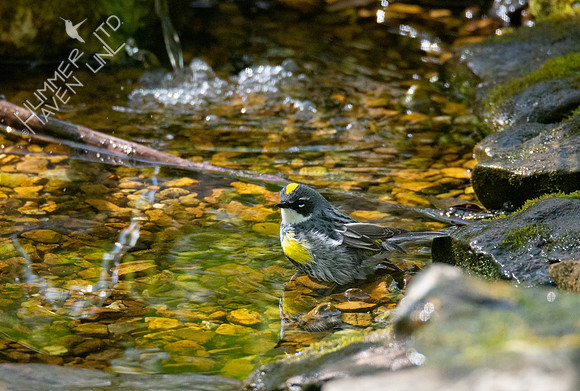 4-22-20 Yellow-rumped Warbler