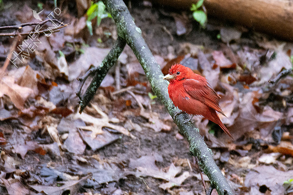 4-23-20 FOY#64 Summer Tanager