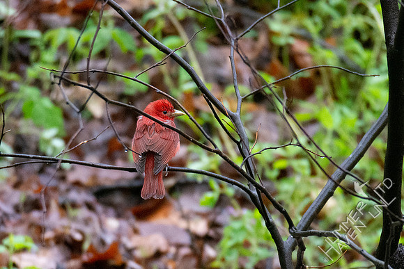 4-23-20 FOY#64 Summer Tanager in Redbud