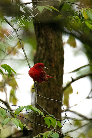4-23-20 FOY#64 Summer Tanager in Black Cherry