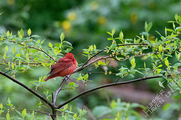 4-23-20 FOY#64 Summer Tanager in Spicebush