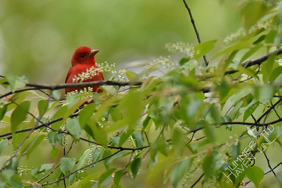 4-23-20 FOY#64 Summer Tanager in Black Cherry