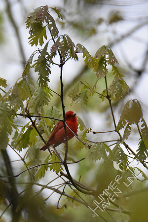 4-23-20 FOY#64 Summer Tanager in White Oak