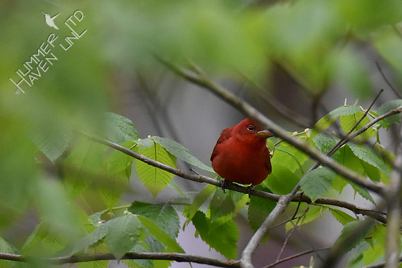 4-23-20 FOY#64 Summer Tanager in American Elm