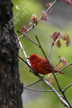 4-23-20 FOY#64 Summer Tanager in White Oak