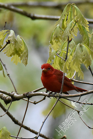 4-23-20 FOY#64 Summer Tanager in White Oak
