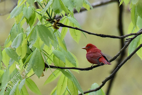 4-23-20 FOY#64 Summer Tanager in Shagbark Hickory
