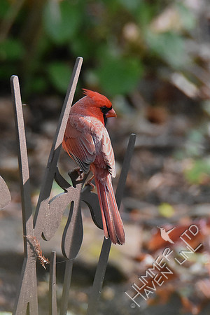 4-24-20 Northern Cardinal