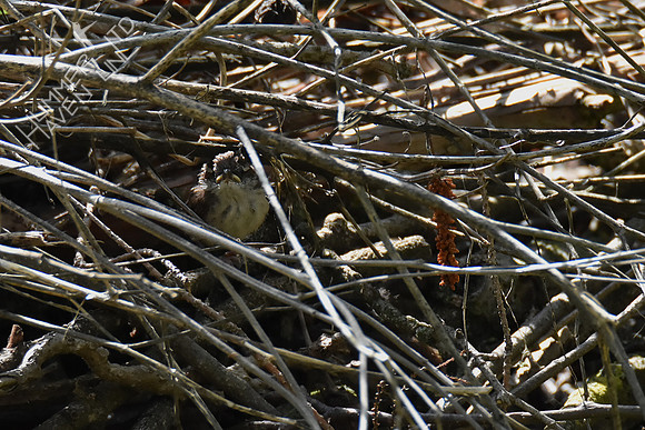 4-24-20 Carolina wren fledglings